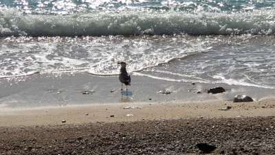 Adriatic Seagull